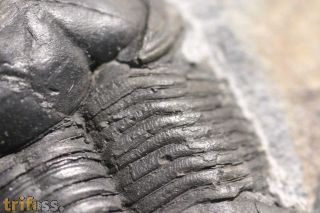 Ectillaenus hughesi (Hicks)