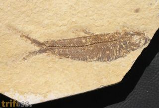 Knightia alta (Leidy, 1873)