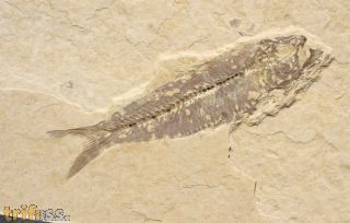 Knightia alta (Leidy, 1873)
