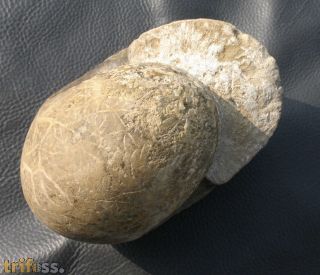 Cadoceras subduevis  (SOWERBY)