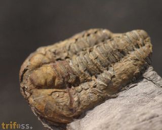 Colpocoryphe bohemica. (Vanek, 1965)