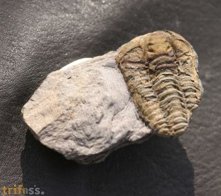 Colpocoryphe bohemica. (Vanek, 1965)