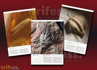 Fossilienkalender 2010