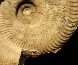 Harpoceras falciferum (Sowerby 1820)