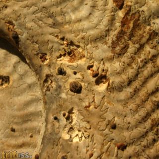 Harpoceras falciferum (Sowerby 1820)