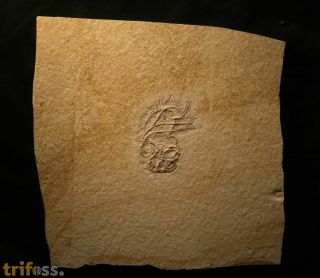 Comaturella pinnata GOLDFUSS 1886