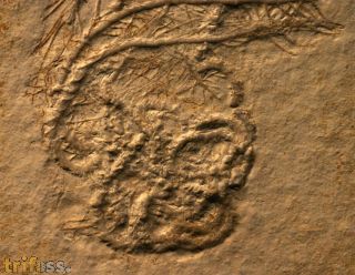 Comaturella pinnata GOLDFUSS 1886