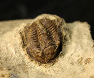 Xiphogonium trautensteinensis (ERBEN H.K. 1951)