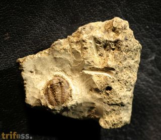 Xiphogonium trautensteinensis (ERBEN H.K. 1951)