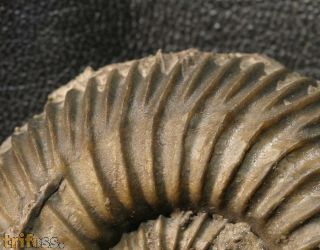 Parkinsonia sp.