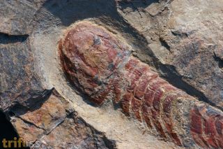 Leptaglaspis schmidti Van Roy, 2006
