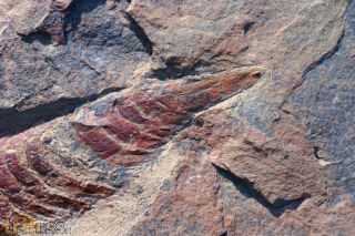 Leptaglaspis schmidti Van Roy, 2006
