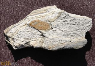 Porterfieldia punctata (Crosfield & Skeat)