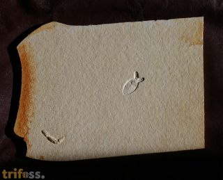 Mesonepa primordialis GERMAR, 1839