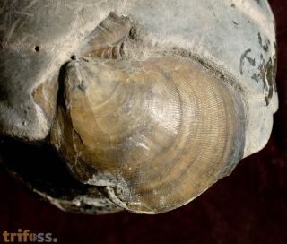 Cadoceras sublaeve  (SOWERBY)