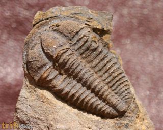 Conocoryphe cirina (Barrande, 1846)