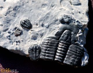 Elrathia kingii (Meek 1870)