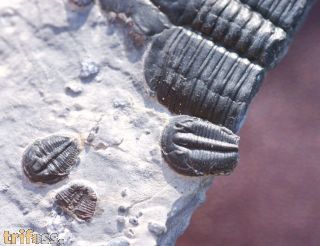 Elrathia kingii (Meek 1870)