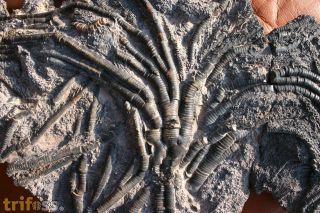 Rhenocrinus sp. (?)