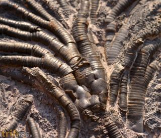 Rhenocrinus sp. (?)