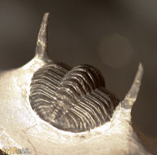 Diademaproetus sp.