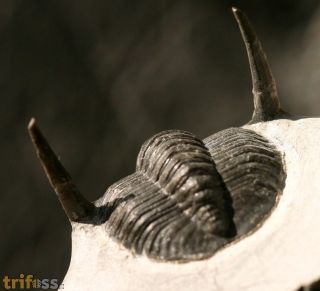 Diademaproetus sp.