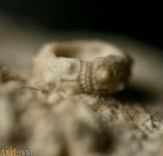 Salenocidaris minima (Agassiz & Desor, 1846)