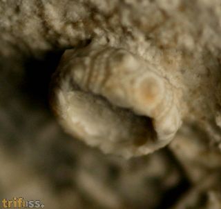 Salenocidaris minima (Agassiz & Desor, 1846)