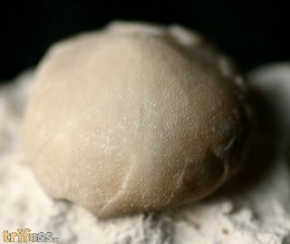 Galerites vulgaris (LESKE, 1778)