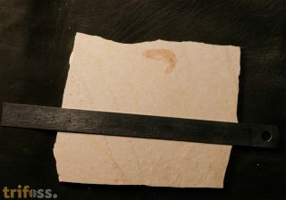 Acanthochirana angulata OPPEL, 1862