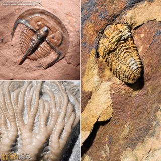 Fossilienkalender 2011