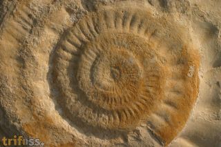 Lithacoceras sp.