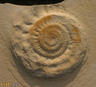 Lithacoceras sp.