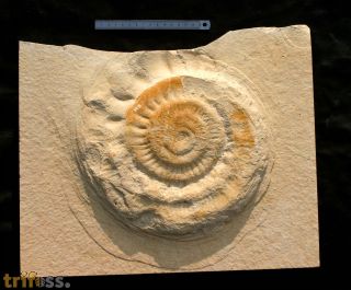 Lithacoceras sp.