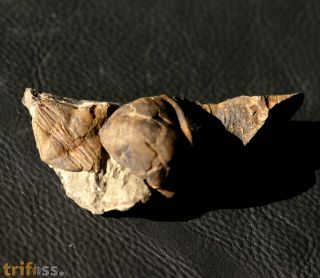 Lonchodomas drummuckensis & Sinuites subrectangularis
