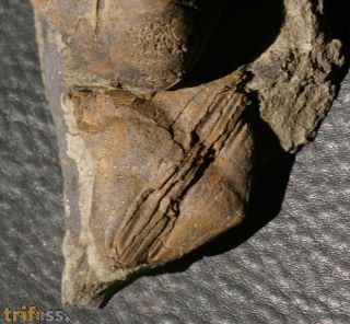 Lonchodomas drummuckensis & Sinuites subrectangularis