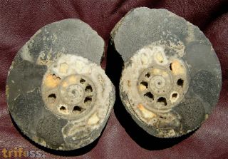 Macrocephalites macrocephalus (Schlotheim, 1813)
