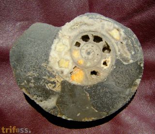 Macrocephalites macrocephalus (Schlotheim, 1813)