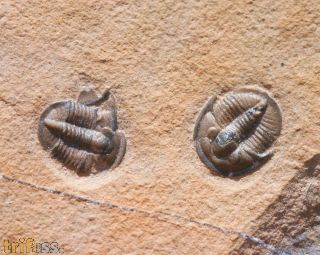 Cedaria minor (WALCOTT, 1916) & Modocia weeksensis