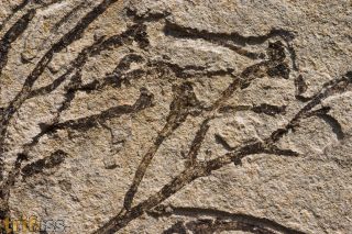 Athrotaxis lycopodioides