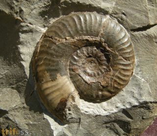 Grammoceras striatulum (Sowerby, 1823)