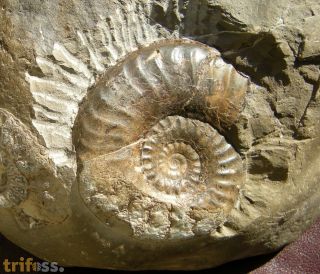 Grammoceras striatulum (Sowerby, 1823)