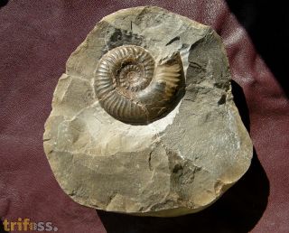 Grammoceras striatulum (Sowerby, 1823)