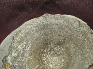 Ichthyosaurus sp.