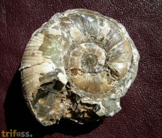 Lytoceras fimbriatum (Sowerby, 1817)