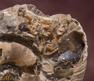Lytoceras fimbriatum (Sowerby, 1817)