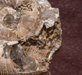 Lytoceras fimbriatum (Sowerby, 1817)