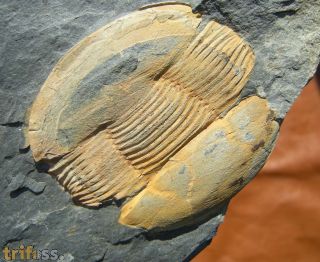 Ectillaenus giganteus (BURMEISTER 1843)