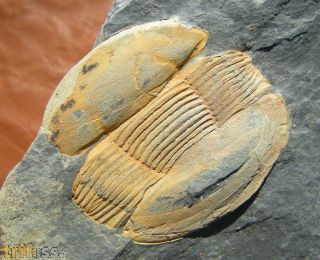 Ectillaenus giganteus (BURMEISTER 1843)