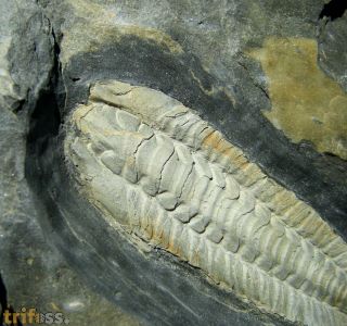 Salterocoryphe salteri (ROUAULT 1851)